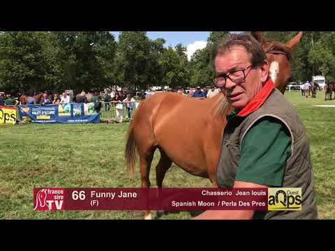 Show AQPS Lion 2017 : Lot 66 - Funny Jane