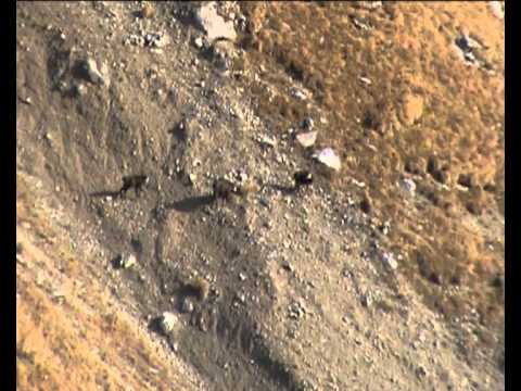 Gamsbrunft im Heuberg.avi