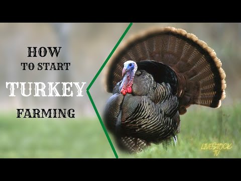, title : 'HOW TO START TURKEY FARM // beginner's guide episode #1'