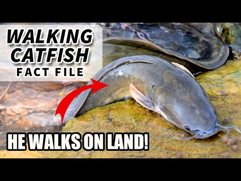 Walking Catfish Facts: a FISH that WALKS 🦶 | Animal Fact Files