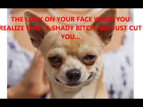 CAT VS DOG: INSTAGRAM SHADINESS