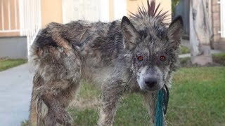 10 Scariest Hybrid Animals That Actually Exist!