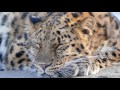 Amurleopard Close Up