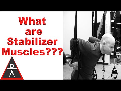 What Are "Stabilizer Muscles?"