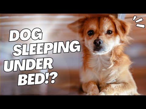 Dog Sleeping Under the Bed (5 Reasons)