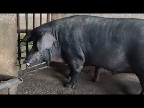 , title : 'Large Black | Swine Management | pig Husbandry | Agri Life With Dilupa Akalanka'