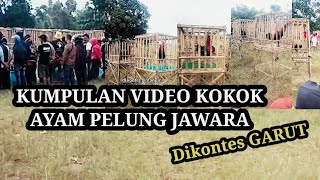 Download lagu KUMPULAN SUARA KOKOK AYAM PELUNG PARA JAWARA DI KELAS BINTANG KONTES GARUT mp3