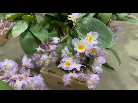 Novas Plantas na loja! 