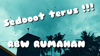 Download lagu Suara Walet Super Jooss mp3 Download lagu Suara Walet Super Jooss mp3