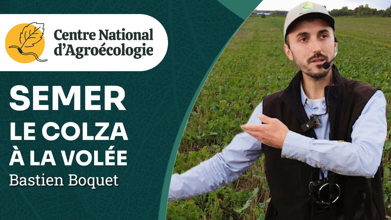 Semis de colza à la volée : retour sur 4 ans d'essais, Bastien Boquet (AgroTransfert) - CNA