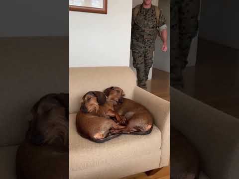 🥰 Bonnie & Clyde’s BIG Surprise: Sleeping Doxies Meet Soldier Dad! 🎖️🐕 #dog #shorts
