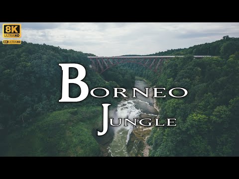 Borneo Jungle 4K - Amazing Tropical Rainforest In Asia | Scenic Relaxation Film