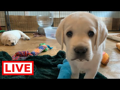 LIVE STREAM Puppy Cam! Adorable Lab Puppies at Play!