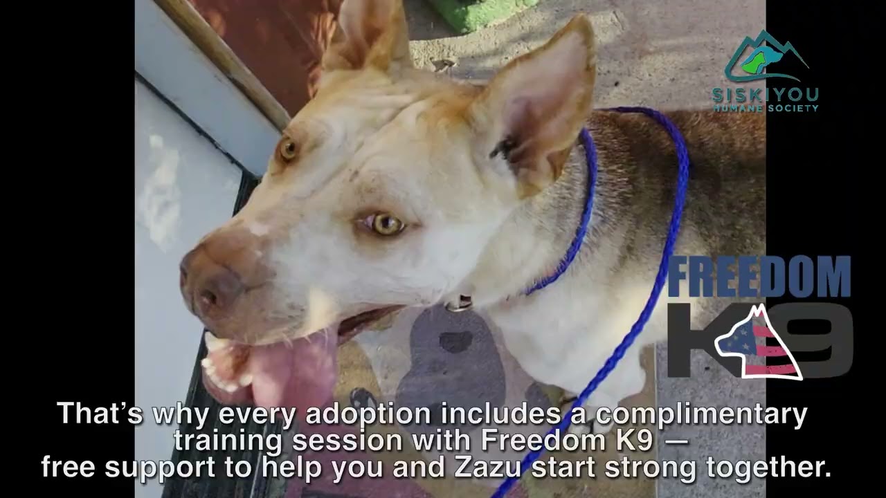Zazu, a Adoptable mixed breed in Mount Shasta, CA video 6/6