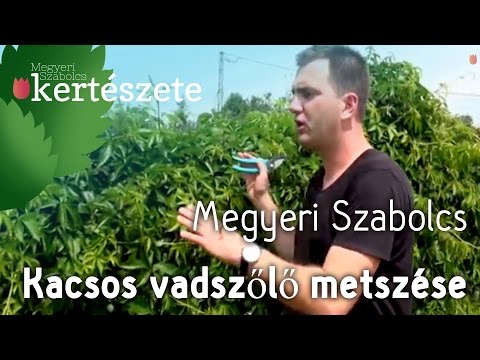 Függőleges kert - Parthenocissus quinquefolia - Kacsos vadszőlő metszése - Megyeri Kertészet