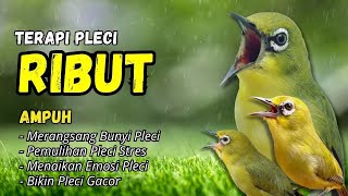Download lagu Pleci RIBUT Cocok Buat Terapi Pleci Bahan dan Pancingan Pleci Malas Bunyi mp3 Download lagu Pleci RIBUT Cocok Buat Terapi Pleci Bahan dan Pancingan Pleci Malas Bunyi mp3