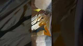 How To Toast Pop Tarts with Meggy