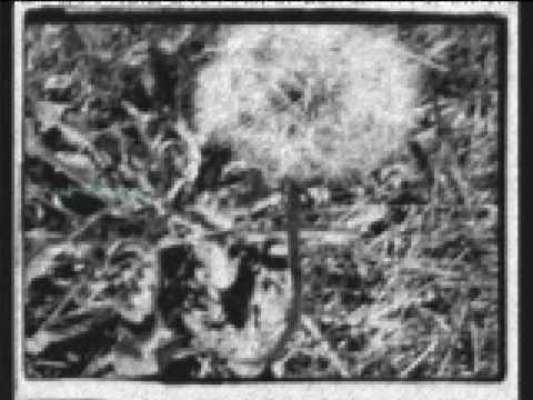 Uakti Minimal13M1 Blindness