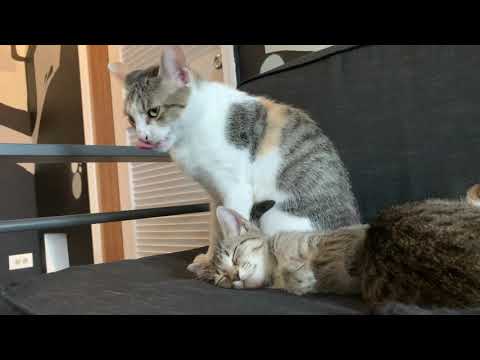 Off With Their Heads - "Let It All"