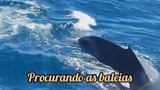 We're looking for the Whales - A-ha Tradução: Luide Clemonez