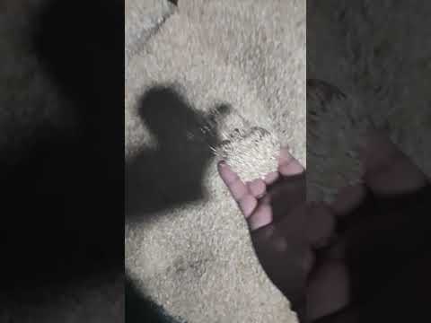 Rahul laxmi rubber sheller milling and jet polisher compact ...