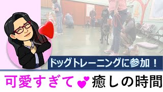 地域のドッグトレーニングに参加してみた！　散歩が楽しい季節です