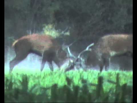 Combats de Cerf   GOURDON
