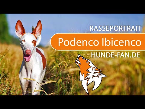 ► Ibizan Hound [2021] History, Appearance, Temperament, Training, Exercise, Care & Health