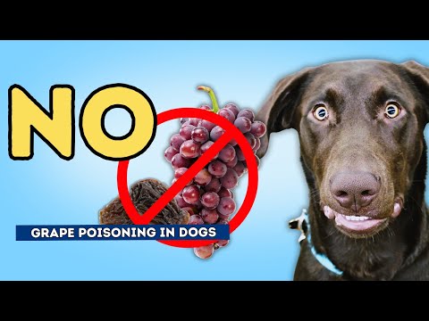 YouTube video about: Are muscadines poisonous to dogs?