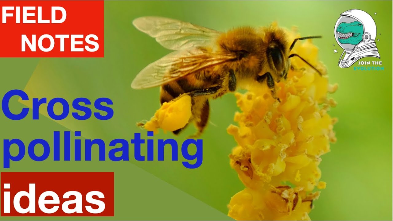 Field Notes: Cross-pollinating ideas
