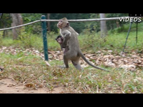 OMG 😮Unbelievable he steal the baby monkey from mom and run away.
