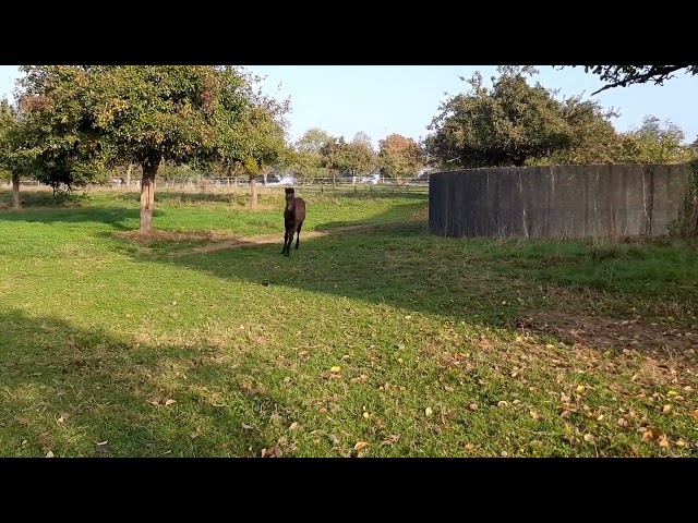 Pouliche SF par Up to you 