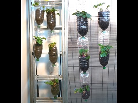 , title : 'Plantarea si cresterea capsunilor in bidoane PET etajate/Plant and grow strawberries in PET bottles'
