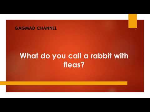 YouTube video about: What do you call a rabbit that has fleas?