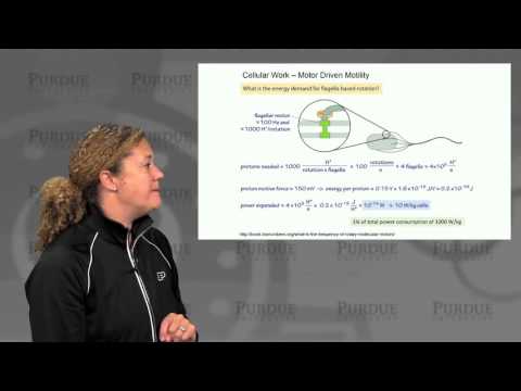 nanoHUB-U Biodesign L1.3: Introduction - The Cell as a Machine - Power Consumption