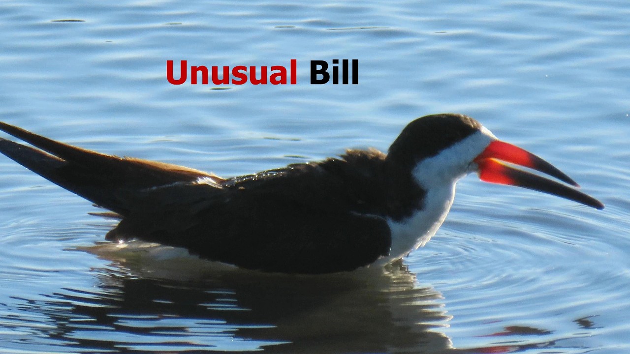 Black Skimmer Bathing Up Close