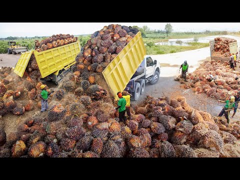 The Process of Harvesting and Transporting Millions of Palm Oil Fruits