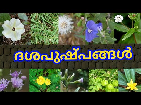 Medicinal Plants Dasapushpangal