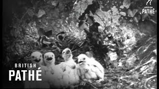Trailer Thumbnail