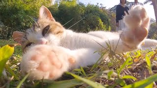 Cat: Thank you, but I'm going to go back to sleep