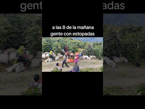 ya esta empezando la cosecha de santuario Risaralda