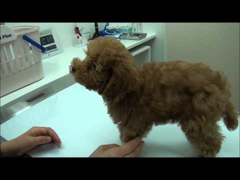 ケンネルコフワクチン - 頻度と副作用