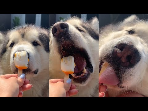 PHIL WANTS ICE CREAM PHIL GETS ICE CREAM | ASMR