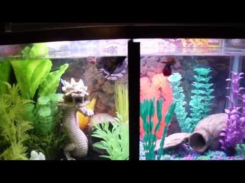 Awesome,Two Betta fish trained to jump for food in split tank.Quick video,DIY Tutorial coming soon
