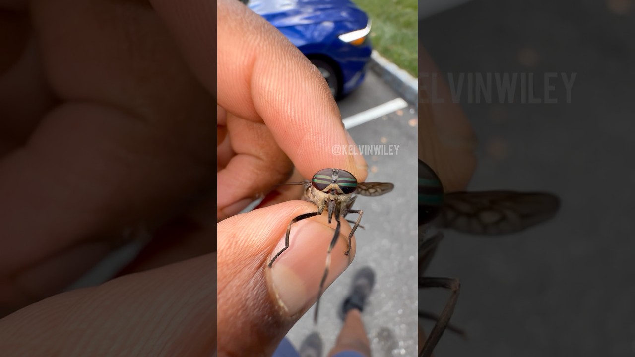 Horse Fly Goes BERZERK!!!