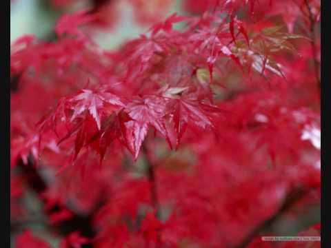 THE CLASSIC OST - The most beautiful theme song - Firefly