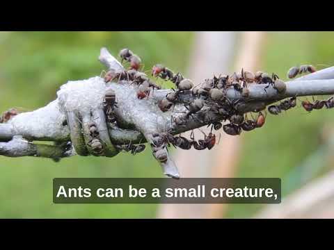 Wisdom Of The Ants | Best Motivational Video | Motivation Light