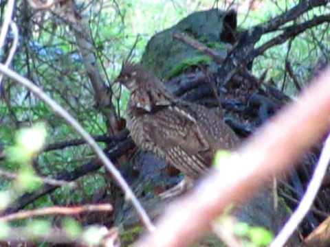 Ruffed Grouse mating  call