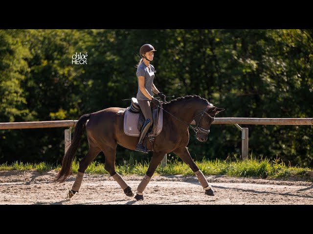 Jument - Selle Fran&ccedil;ais - 6 ans - Dressage - France