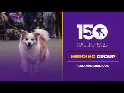 Icelandic Sheepdogs | Breed Judging 2026